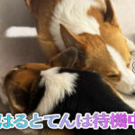 はるとてんは待機中