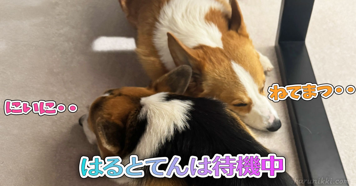 はるとてんは待機中