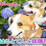 はるとてんと紫陽花