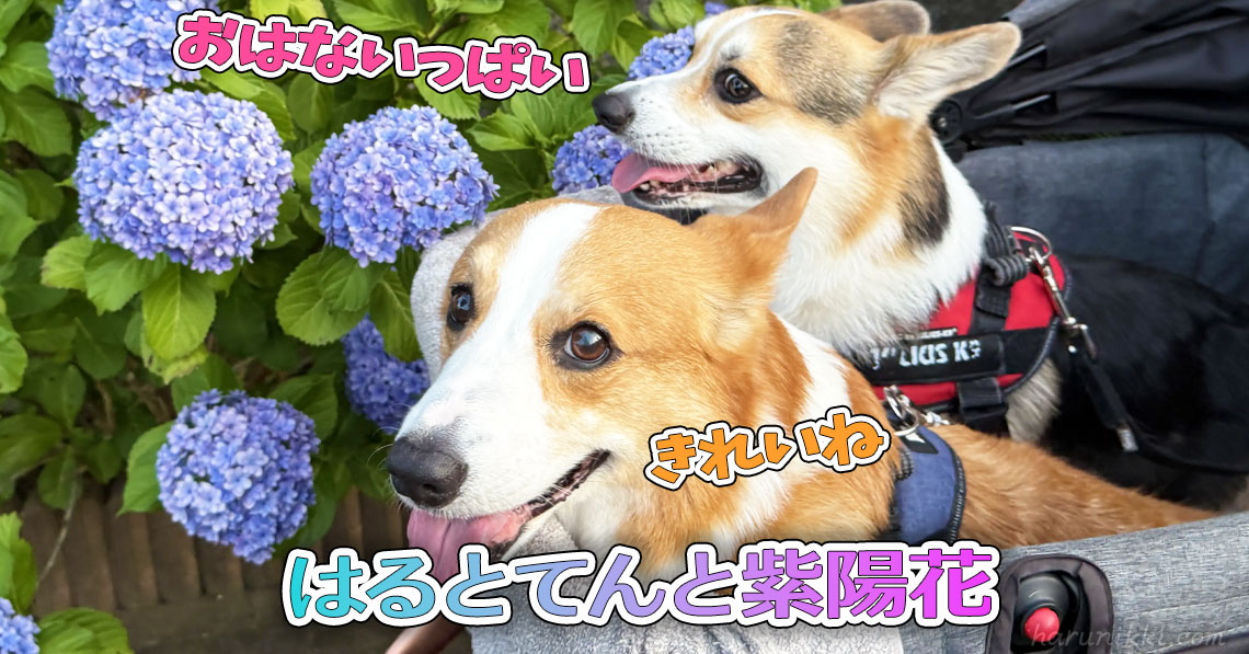 はるとてんと紫陽花