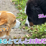 はるとてんとお友だち