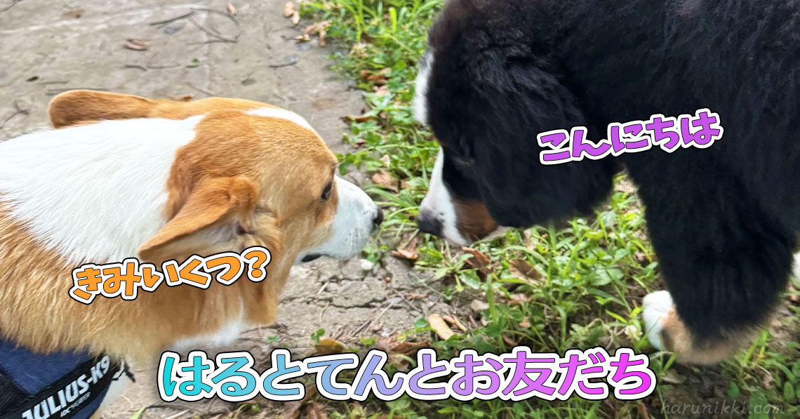 はるとてんとお友だち