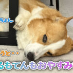 はるもてんもおやすみ中！