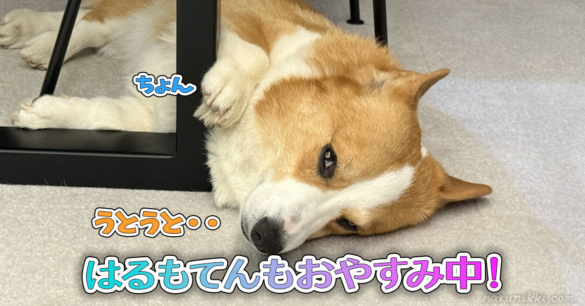 はるもてんもおやすみ中！