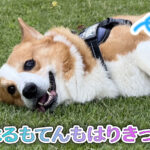 はるもてんもはりきって