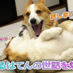 はるはてんの世話を焼く