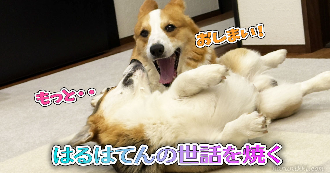 はるはてんの世話を焼く