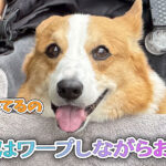 はるはワープしながらお散歩