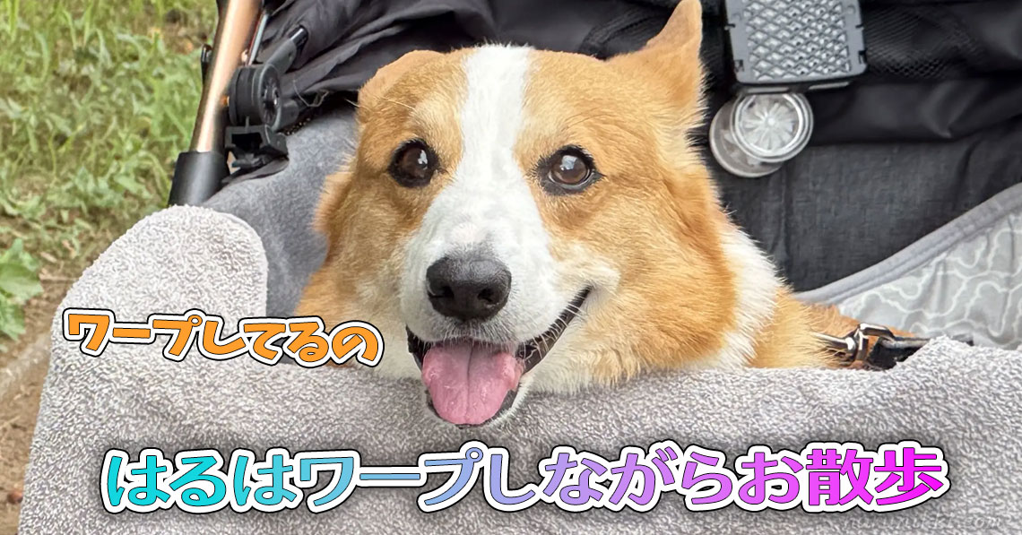 はるはワープしながらお散歩
