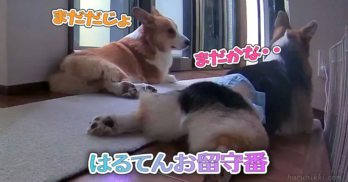 はるてんお留守番