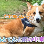 はるとてんと雨の中楽しむ