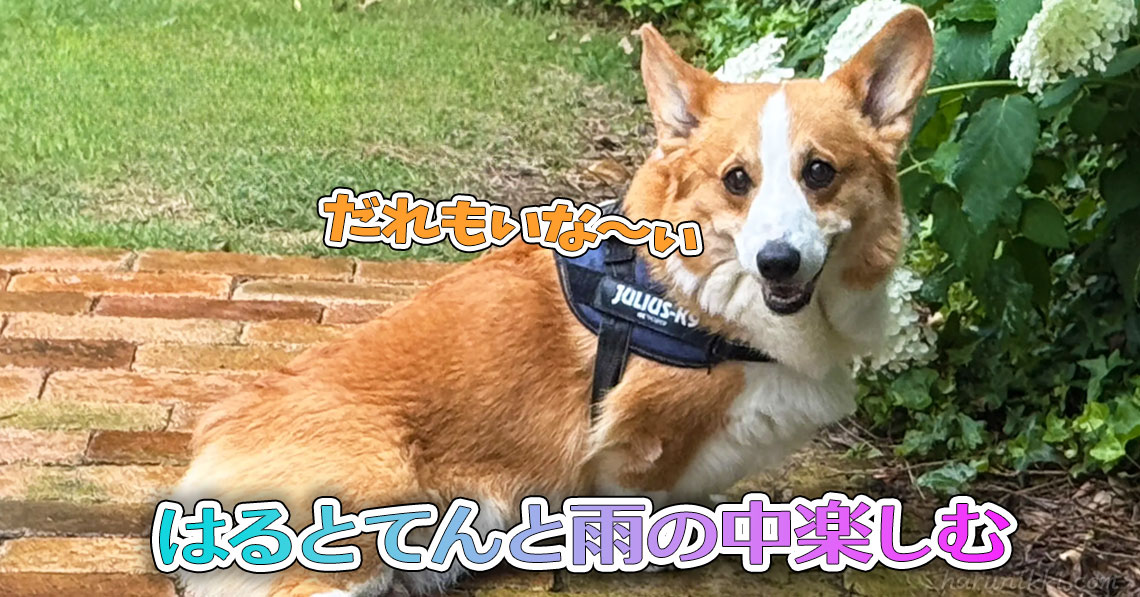 はるとてんと雨の中楽しむ