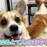 はるとてんのおやつ