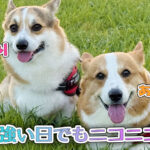 風が強い日でもニコニコ散歩
