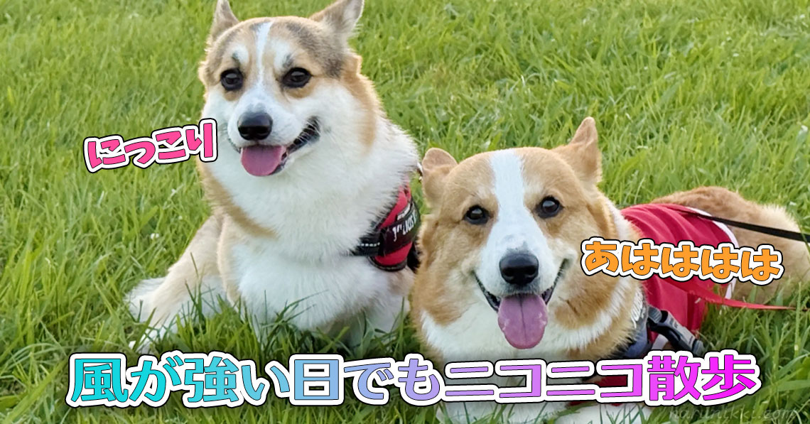 風が強い日でもニコニコ散歩