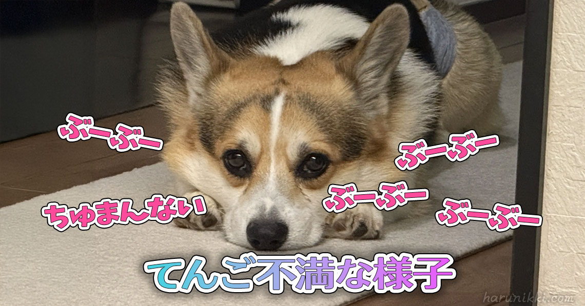 てんご不満な様子