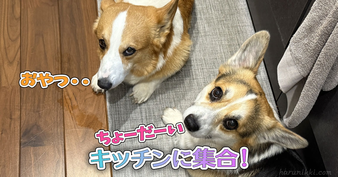 キッチンに集合！