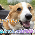 はるとてんのお散歩に♪