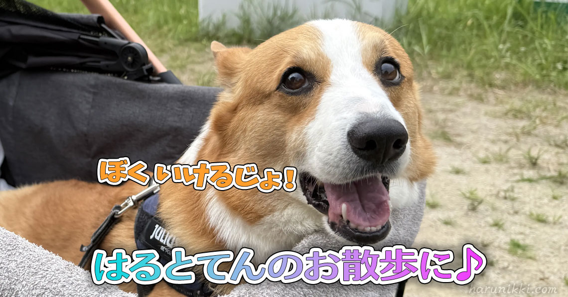 はるとてんのお散歩に♪