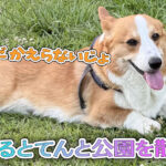 はるとてんと公園を散歩