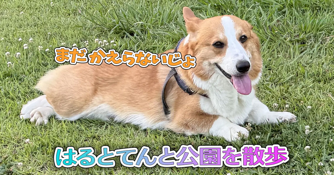はるとてんと公園を散歩