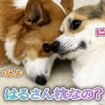 はるさん枕なの？