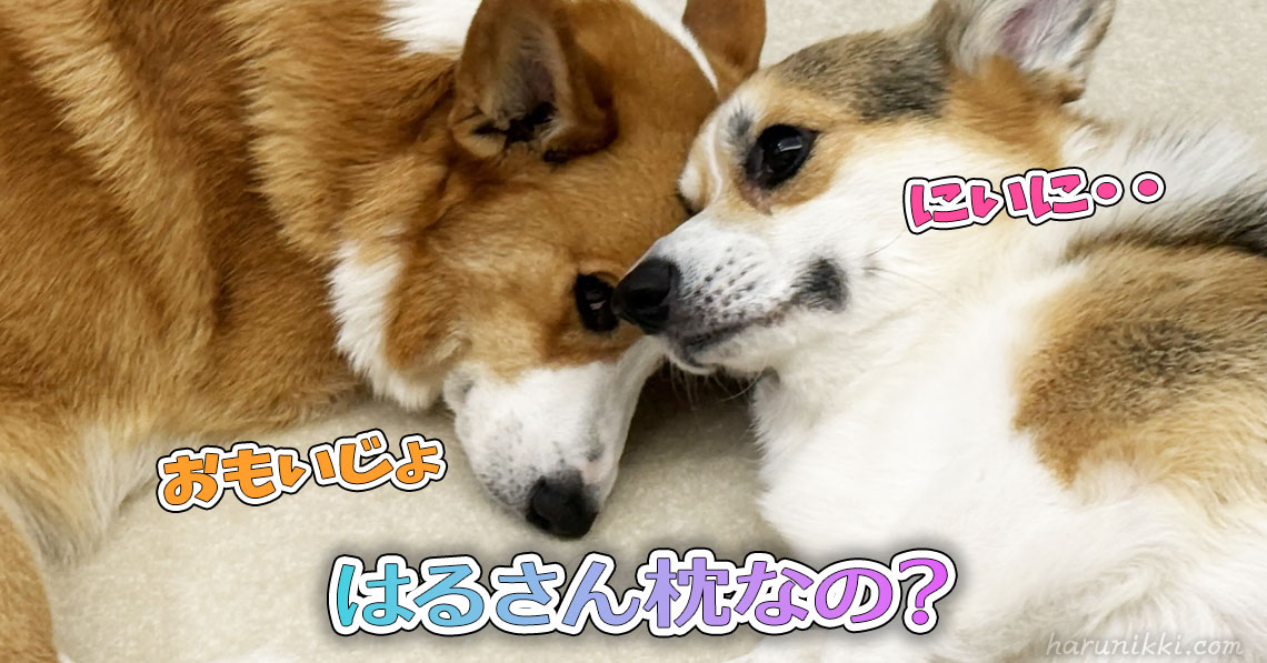 はるさん枕なの？