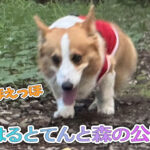 はるとてんと森の公園