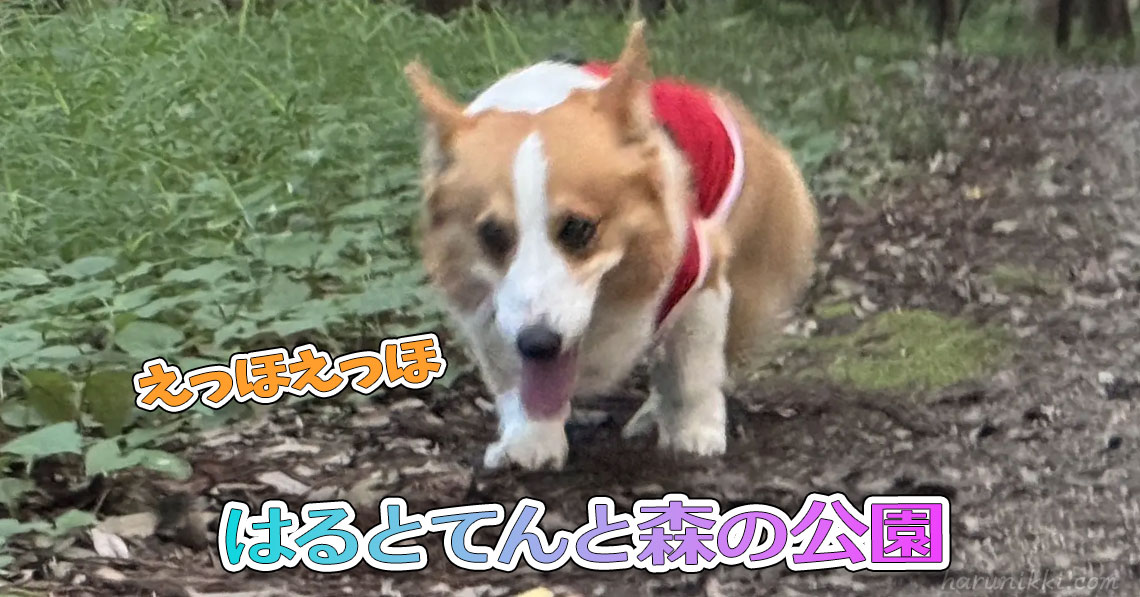 はるとてんと森の公園