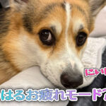 はるお疲れモード?