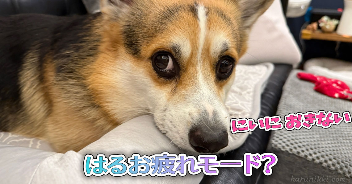 はるお疲れモード?