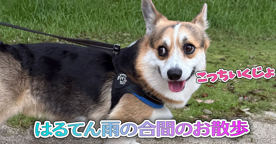 はるてん雨の合間のお散歩