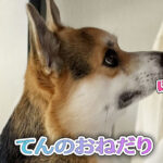 てんのおねだり