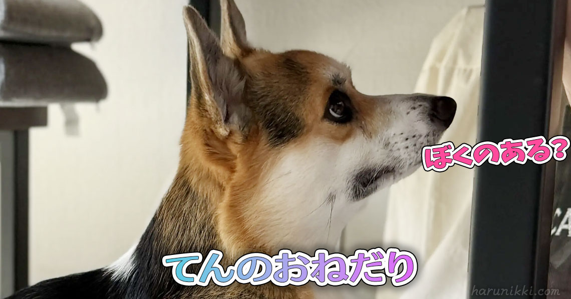 てんのおねだり