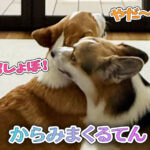 からみまくるてん