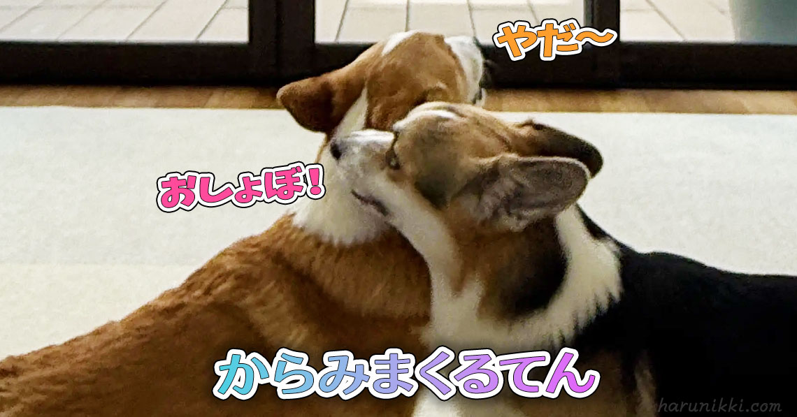 からみまくるてん