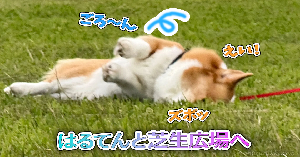 はるてんと芝生広場へ