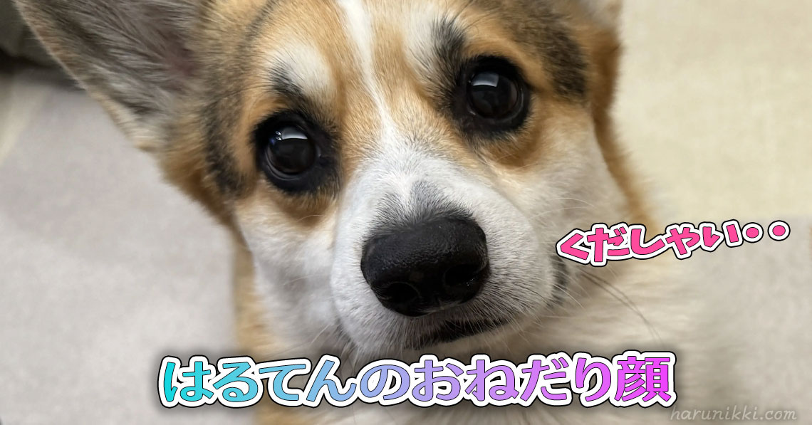 はるてんのおねだり顔
