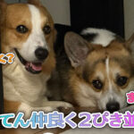 はるてん仲良く２ぴき並んで