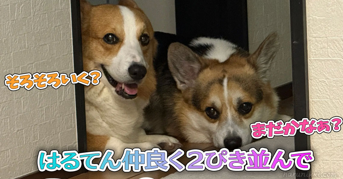 はるてん仲良く２ぴき並んで