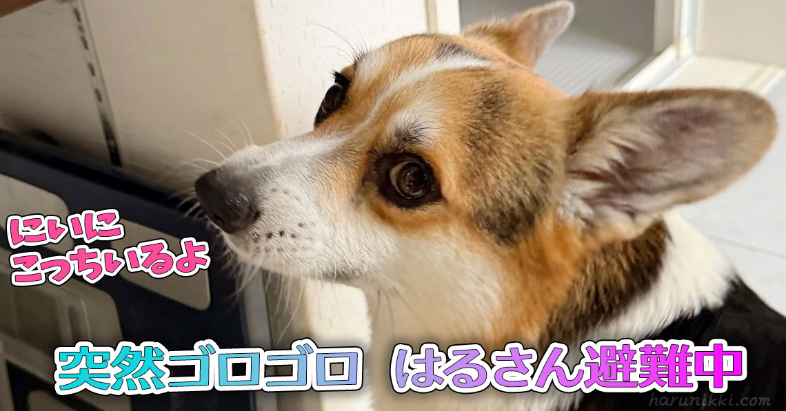 突然ゴロゴロ はるさん避難中
