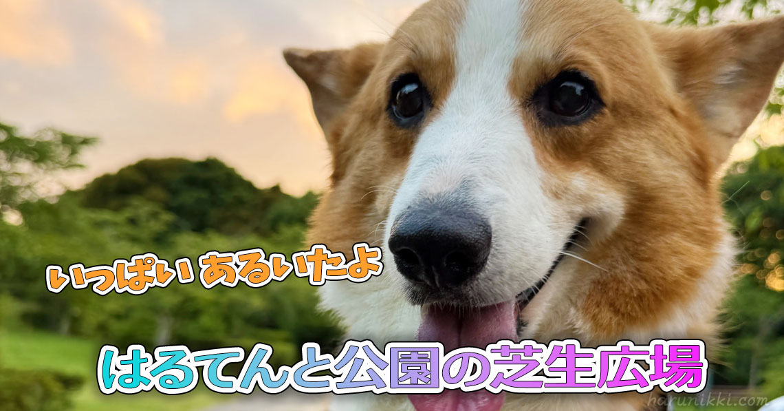 はるてんと公園の芝生広場