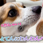 はるとてんにわんわんパン♪