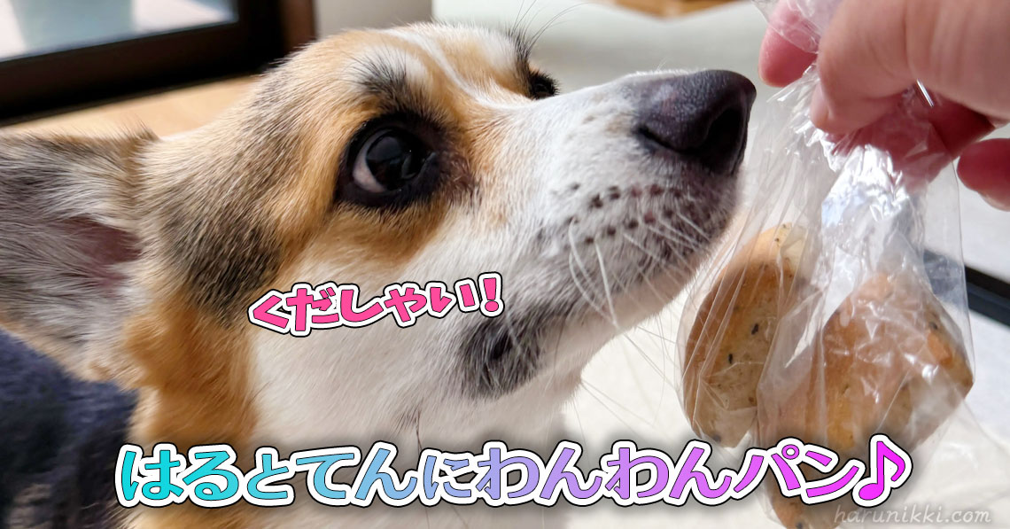 はるとてんにわんわんパン♪