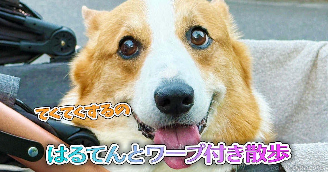 はるてんとワープ付き散歩