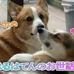 はるはてんのお世話係
