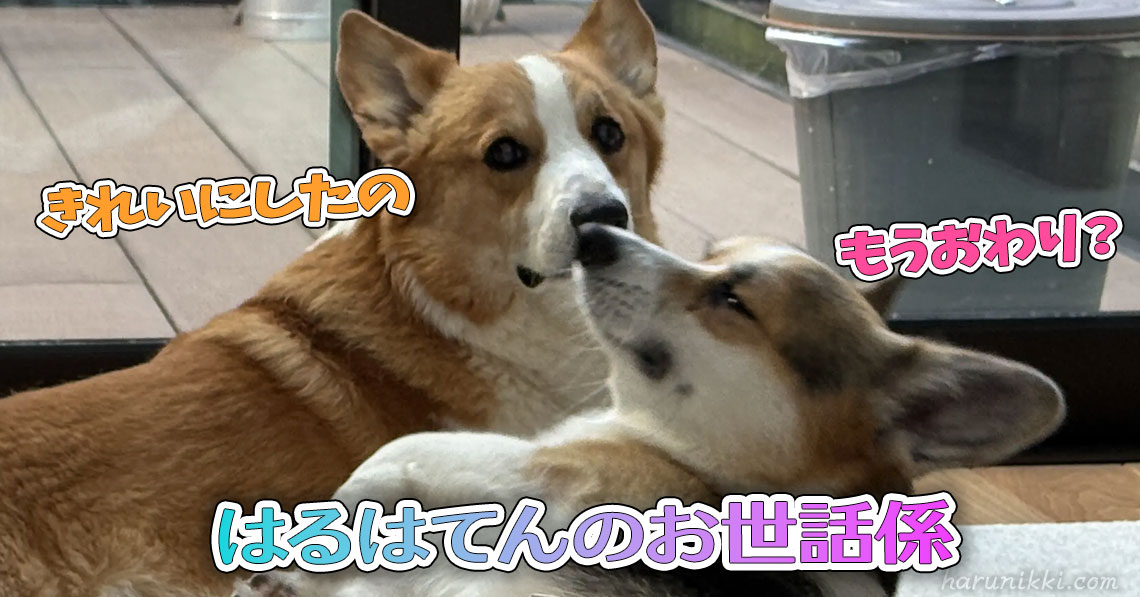はるはてんのお世話係