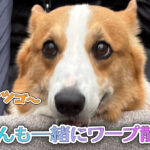てんも一緒にワープ散歩