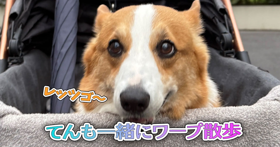 てんも一緒にワープ散歩