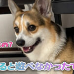 はると遊べなかったてん